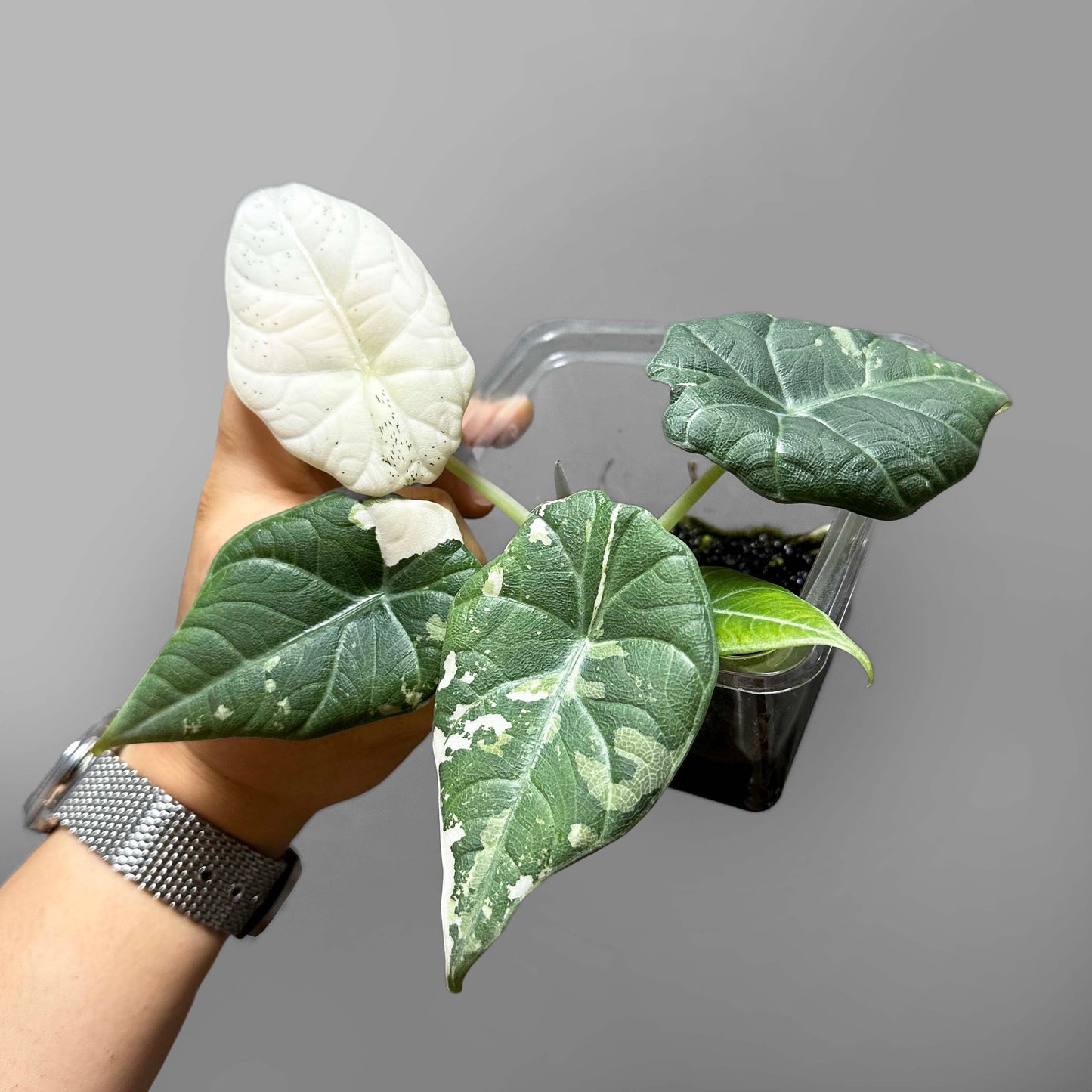 Alocasia Maharani Variegated